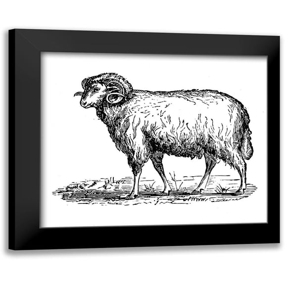 Mr Ram 13x12 Black Modern Framed Museum Art Print Titled - Art Licensing Studio