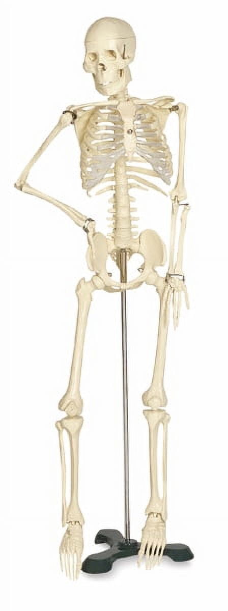 ANATOMICAL CHART Mr. Thrifty Skeleton - x 33 1/2"
