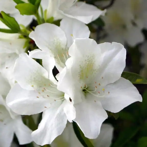 Mrs.G.G Gerbing Azalea 2 Gallon Potted