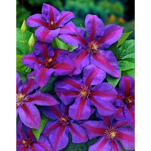 Mrs. N. Thompson Clematis Vine - 2.5" Pot- Purple & Scarlet Blooms