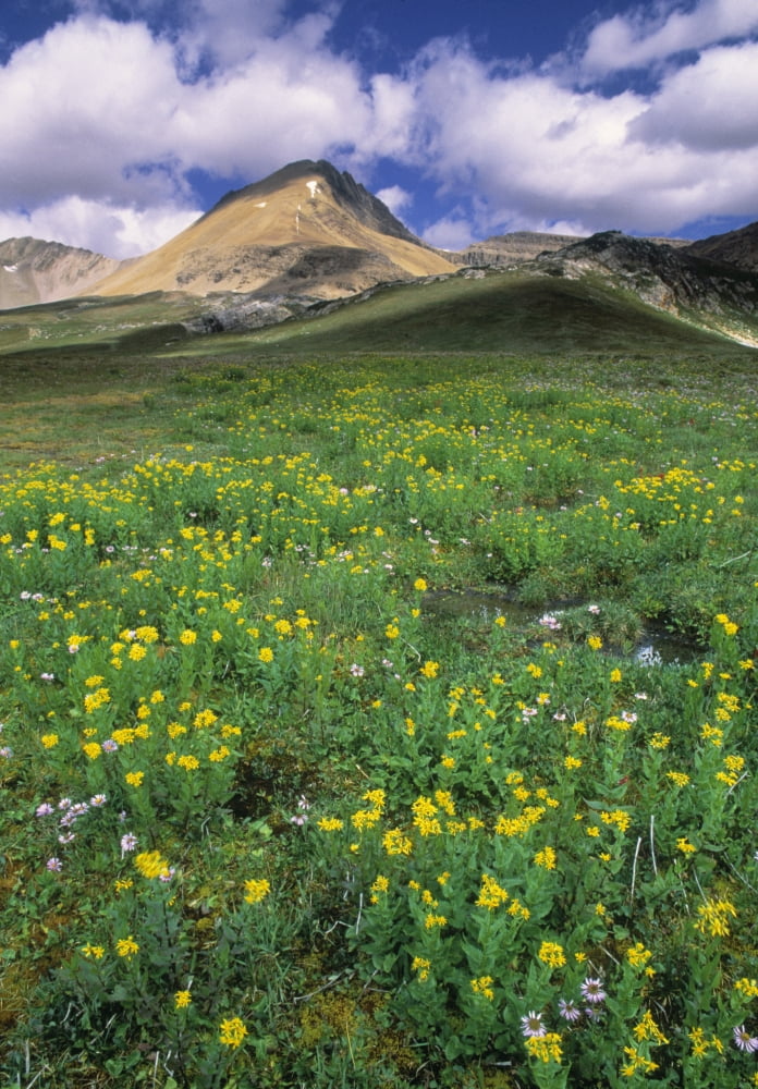 Mt Cirque Wildflowers In The Helen Creek Valley Banff National Park Alberta Canada Canvas Art - Darwin Wiggett Design Pics (22 x 32)