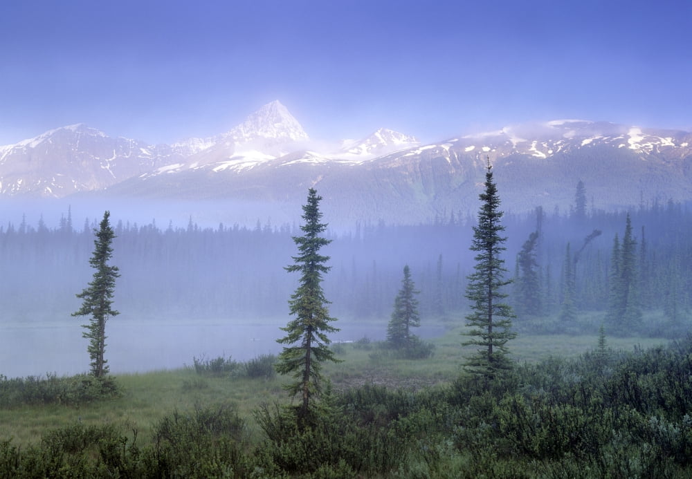 Mt Edith Cavell From Fryatt Ponds Jasper National Park Alberta Canada Canvas Art - Darwin Wiggett Design Pics (16 x 11)