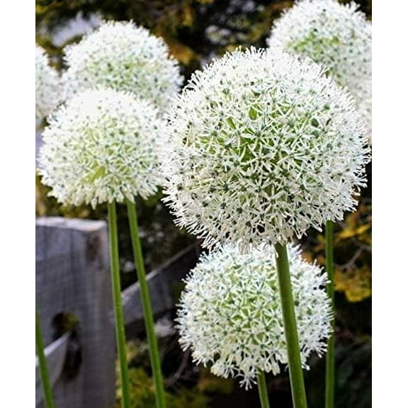 Mt Everst White Allium Bulbs (3 Bulbs) - Giant White Allium