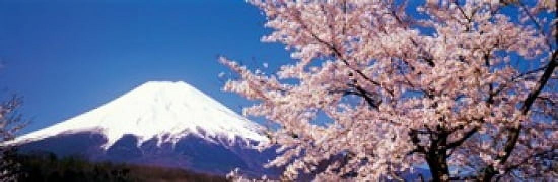Mt Fuji Cherry Blossoms Yamanashi Japan Canvas Art - Panoramic Images (18 x 6)