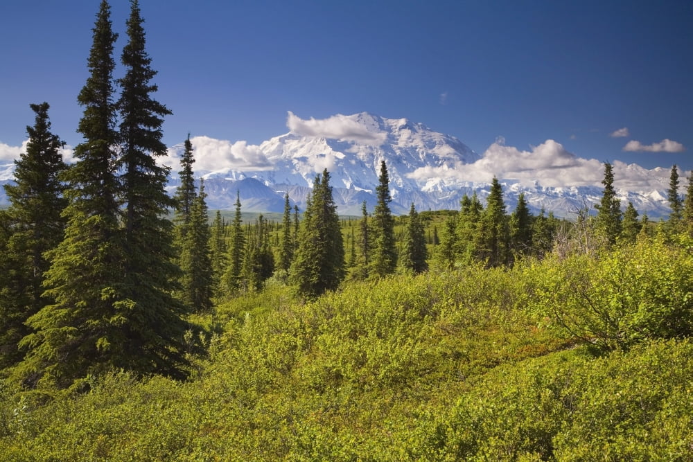 Mt Mckinley And The Alaska Range As Seen From Inside Denali National Park Alaska Summer Canvas Art - Jeff Schultz Design Pics (38 x 24)