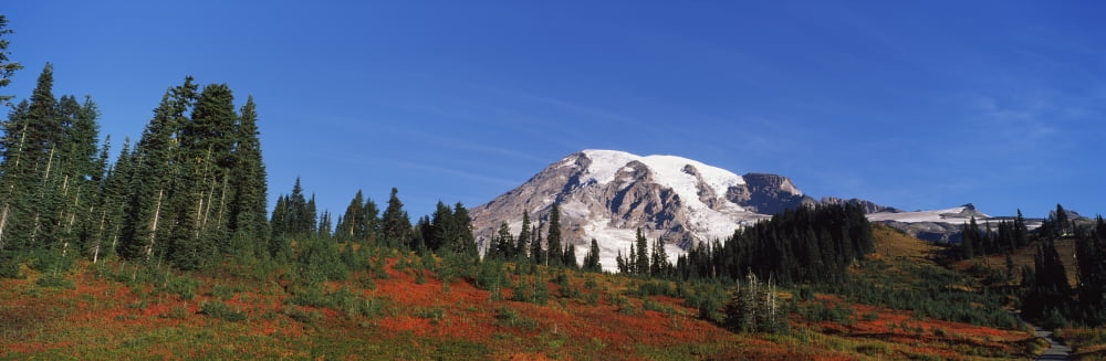 Mt Rainier Mt Rainier National Park Washington State USA Canvas Art - Panoramic Images (6 x 18)
