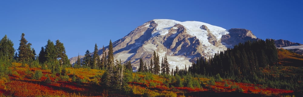 Mt Rainier and Fall color in the foliage from Paradise Mt Rainier National Park WA Canvas Art - Panoramic Images (36 x 12)