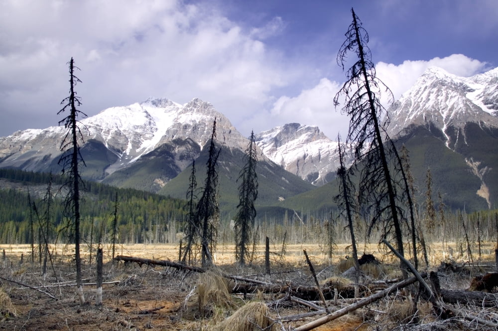 Mt Vaux And Chancellor Peak Yoho National Park British Columbia Canada Canvas Art - Darwin Wiggett Design Pics (17 x 11)