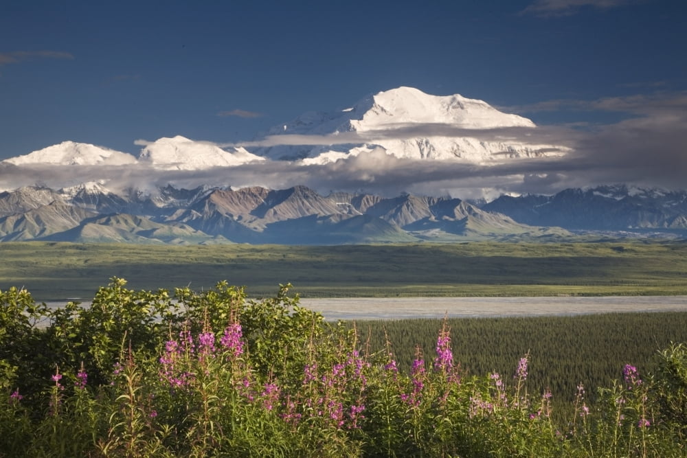 MtMckinley And The Alaska Range With Fireweed Flowers In The Foreground As Seen From Inside Denali National Park Alaska Summer Canvas Art - Jeff Schultz Design Pics (17 x 11)