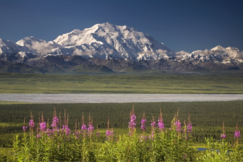 MtMckinley And The Alaska Range With Fireweed Flowers In The Foreground As Seen From Inside Denali National Park Alaska Summer Canvas Art - Jeff Schultz Design Pics (17 x 11)