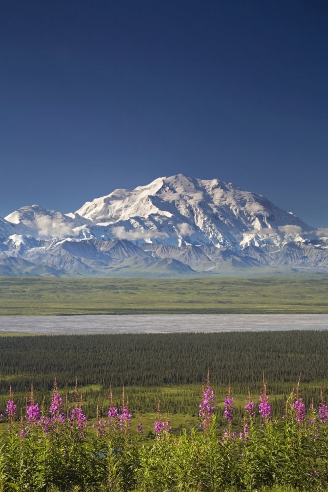 MtMckinley And The Alaska Range With Fireweed Flowers In The Foreground As Seen From Inside Denali National Park Alaska Summer Canvas Art - Jeff Schultz  Design Pics (22 x 34)