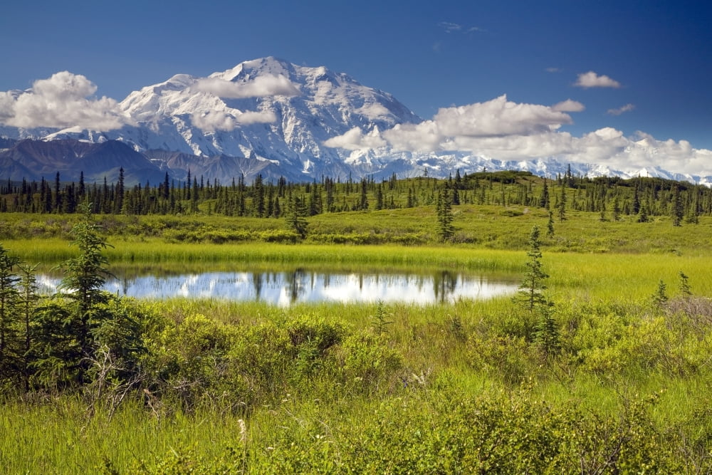 MtMckinley And The Alaska Range With Kettle Pond In Foreground As Seen From Inside Denali National Park Alaska Summer Canvas Art - Jeff Schultz Design Pics (17 x 11)