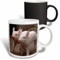 thumbnail image 1 of 3drose, Muckross Farms, Pigs, County Kerry, Ireland - Eu15 Tno0146 - Tom Norring, 11oz Magic Transforming Mug, 1 of 7