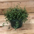 thumbnail image 1 of Muehlenbeckia Maidenhair Vine, 6" Plant, The Plant Farm, 1 of 2