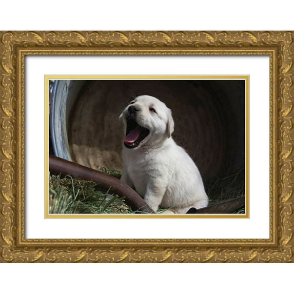 Muench, Zandria 14x11 Gold Ornate Wood Framed with Double Matting Museum Art Print Titled - Labrador retriever puppies