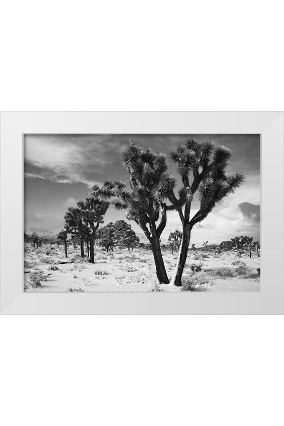 Muench, Zandria 14x11 White Modern Wood Framed Museum Art Print Titled - Winter storm-Joshua Tree National Park-California