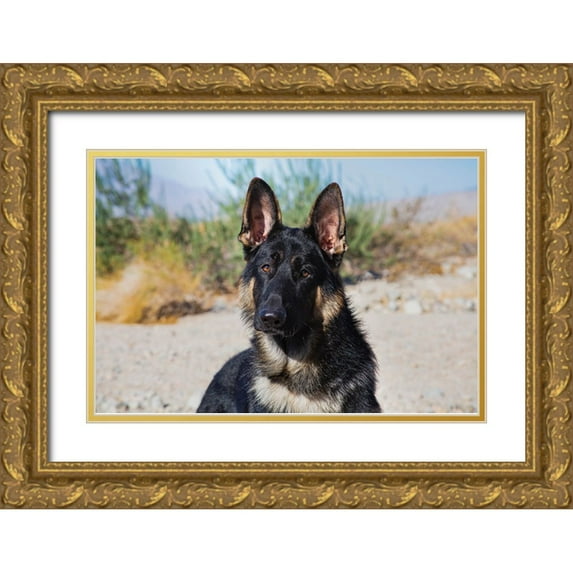 Muench, Zandria 18x13 Gold Ornate Wood Framed with Double Matting Museum Art Print Titled - German Shepherd in the Coachella Valley-California