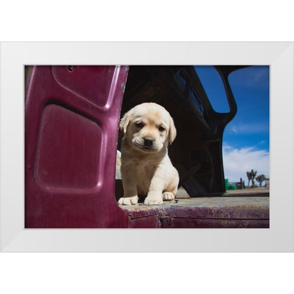 Muench, Zandria 24x17 White Modern Wood Framed Museum Art Print Titled - Labrador retriever puppy