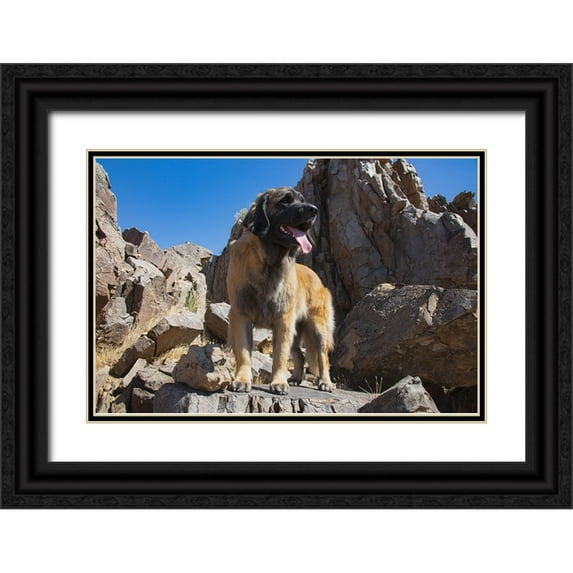 Muench, Zandria 32x23 Black Ornate Wood Framed with Double Matting Museum Art Print Titled - Leonberger waiting for the mail