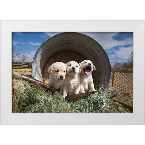 Muench, Zandria 32x23 White Modern Wood Framed Museum Art Print Titled - Labrador retriever puppies