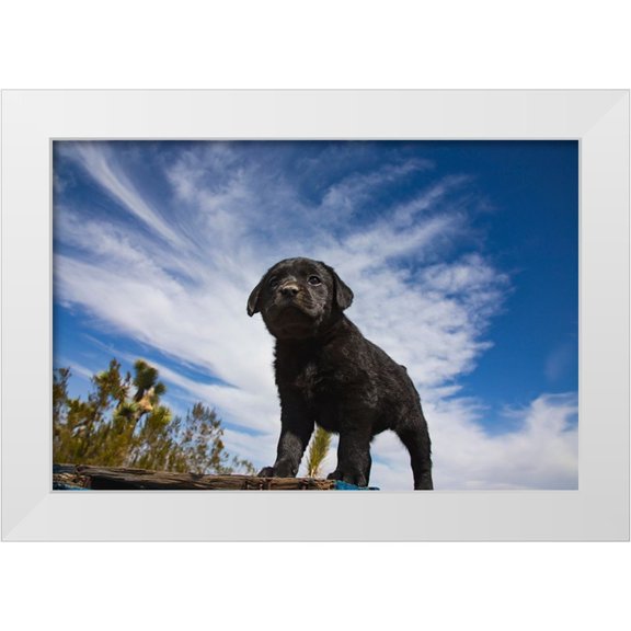 Muench, Zandria 32x23 White Modern Wood Framed Museum Art Print Titled - Labrador retriever puppies