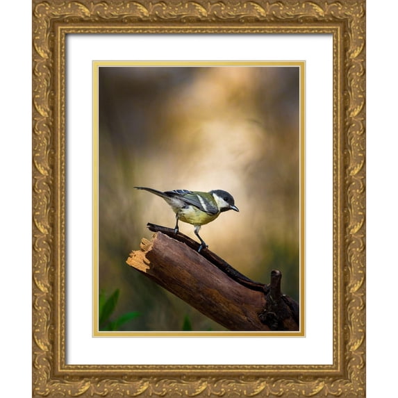 Mufti, Yanal 19x24 Gold Ornate Wood Framed with Double Matting Museum Art Print Titled - Great Tit