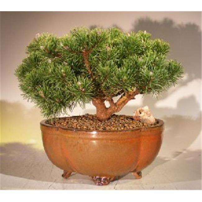 sakura bonsai samen Japanische Rotahorn Samen kaufen ➤ Keimgarantie