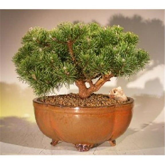 Mugo Pine Bonsai Tree - Pinus Mugo Valley Cushion - Large