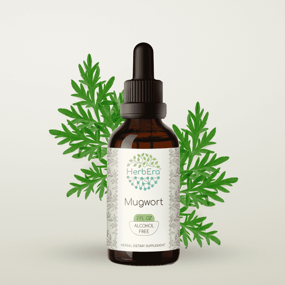 HerbEra Mugwort Tincture, Herbal Dietary Supplement for Women’s Health Support, Mugwort (Artemisia vulgaris) Dried Herb Extract, Natural, Alcohol-Free, Drops 2 oz