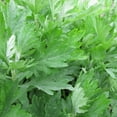 thumbnail image 1 of Mugwort Seeds - 0.25 Oz ~79,000 Seeds - Artemisia vulgaris - Medicinal & Herbal Tea Herb Gardening Seeds - Non-GMO, Heirloom, Open Pollinated, Perennial, 1 of 2