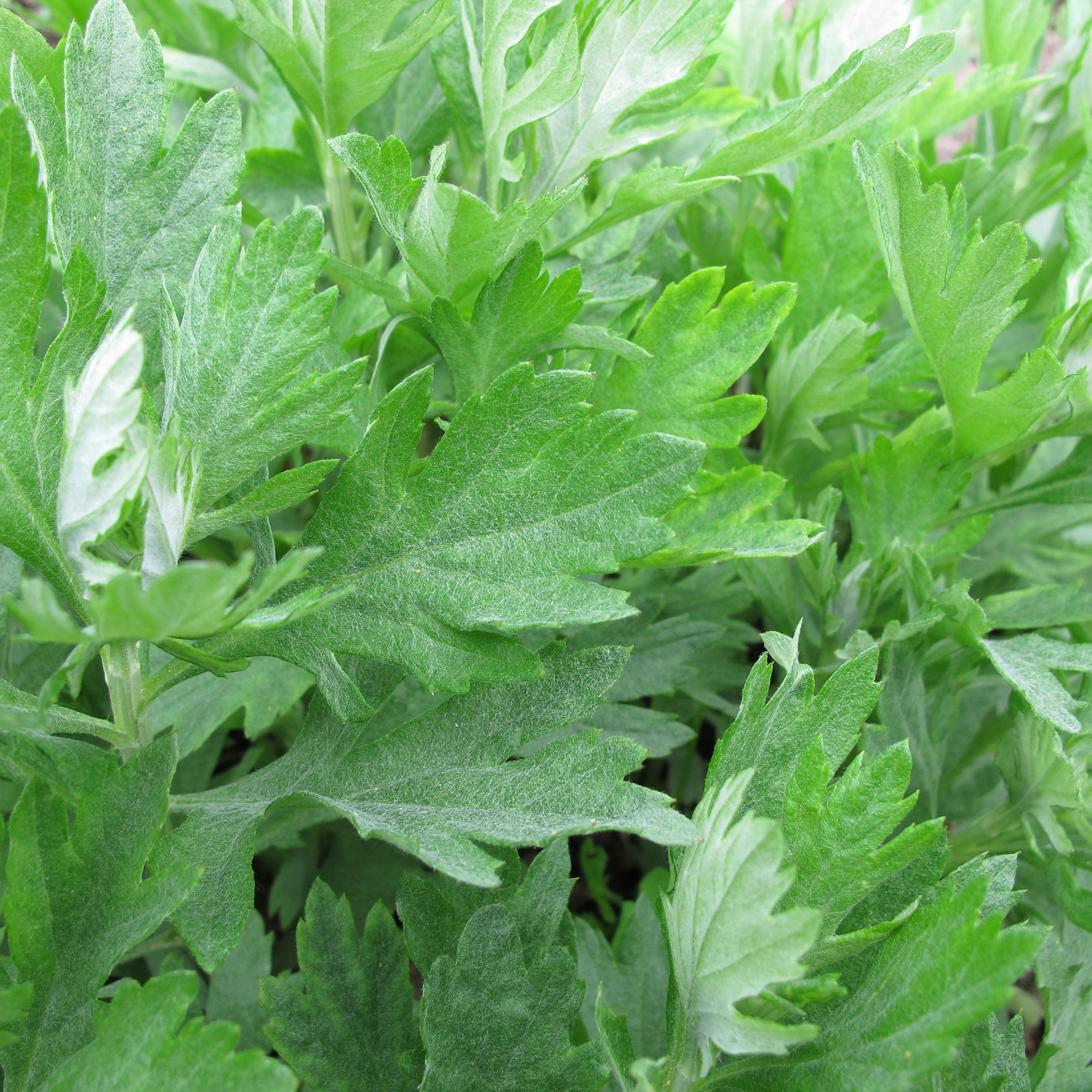 Mugwort Seeds - 4 Oz ~1,200,000 Seeds - Artemisia vulgaris - Medicinal & Herbal Tea Herb Gardening Seeds - Non-GMO, Heirloom, Open Pollinated, Perennial