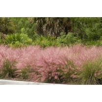 Muhly Grass | 1 Extra Large 3 Gallon Plant | Muhlenbergia Capillaris | Pink Plumes, Ornamental Grass, Low Maintenance, Drought Tolerant, Landscaping Plant, Fall Blooming, Garden Accent, Perennial