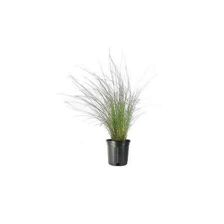 Muhly Grass - 1 Live Gallon Size Plant - Muhlenbergia Capillaris - Hairawn Muhly Drought Tolerant Pink Blooming Ornamental Grass