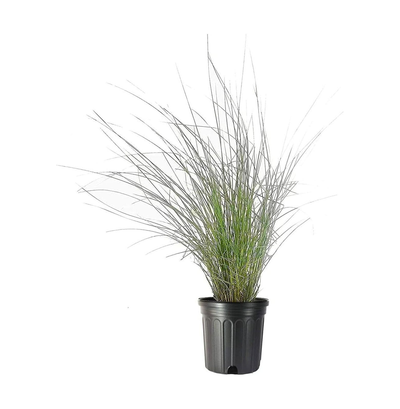 Muhly Grass 2 Live Gallon Size Plants Muhlenbergia Capillaris