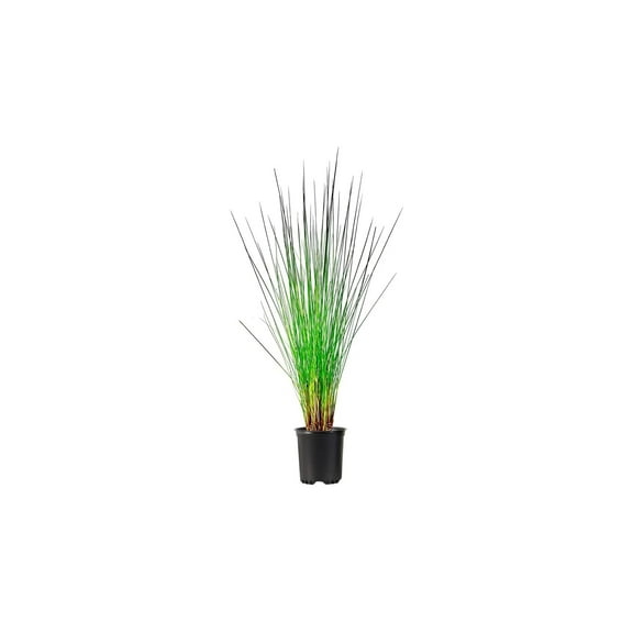 Muhly Grass | 3 Live 4 Inch Plants | Muhlenbergia Capillaris | Pink Plumes, Ornamental Grass, Low Maintenance, Drought Tolerant, Landscaping Plant, Fall Blooming, Garden Accent, Perennial