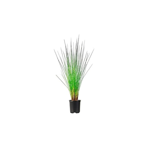 Muhly Grass  5 Live 4 Inch Pots  Muhlenbergia Capillaris  Ideal for Natural Landscaping  Easy-Care & Drought Tolerant Plants  Beautiful Pink Plumes