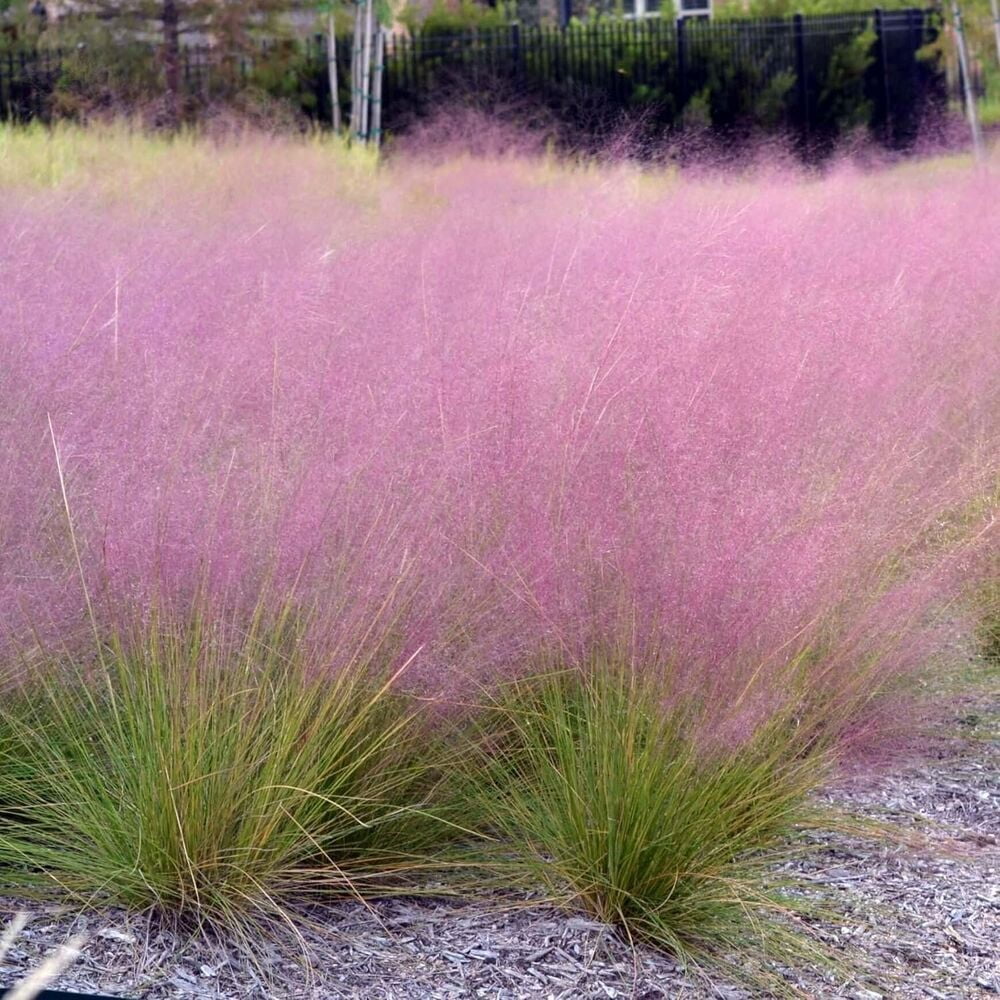 Muhly Grass Extra Large 3 Gallon Plants Muhlenbergia capillaris