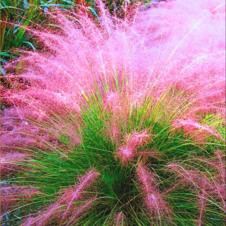 Muhly Grass Pink Live Starter Plant for Planting, Ornamental Grass Live Plant for Growing Indoor, Outdoor, 4 to 6 Inch Tall, Ship No Pot