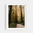 thumbnail image 1 of Muir Woods 01 - Mill Valley California Photography Forest Nature Woodland Scenic Wilderness Landscape Boardwalk White Framed Wall Art Print 11 x 14 inches, 1 of 1