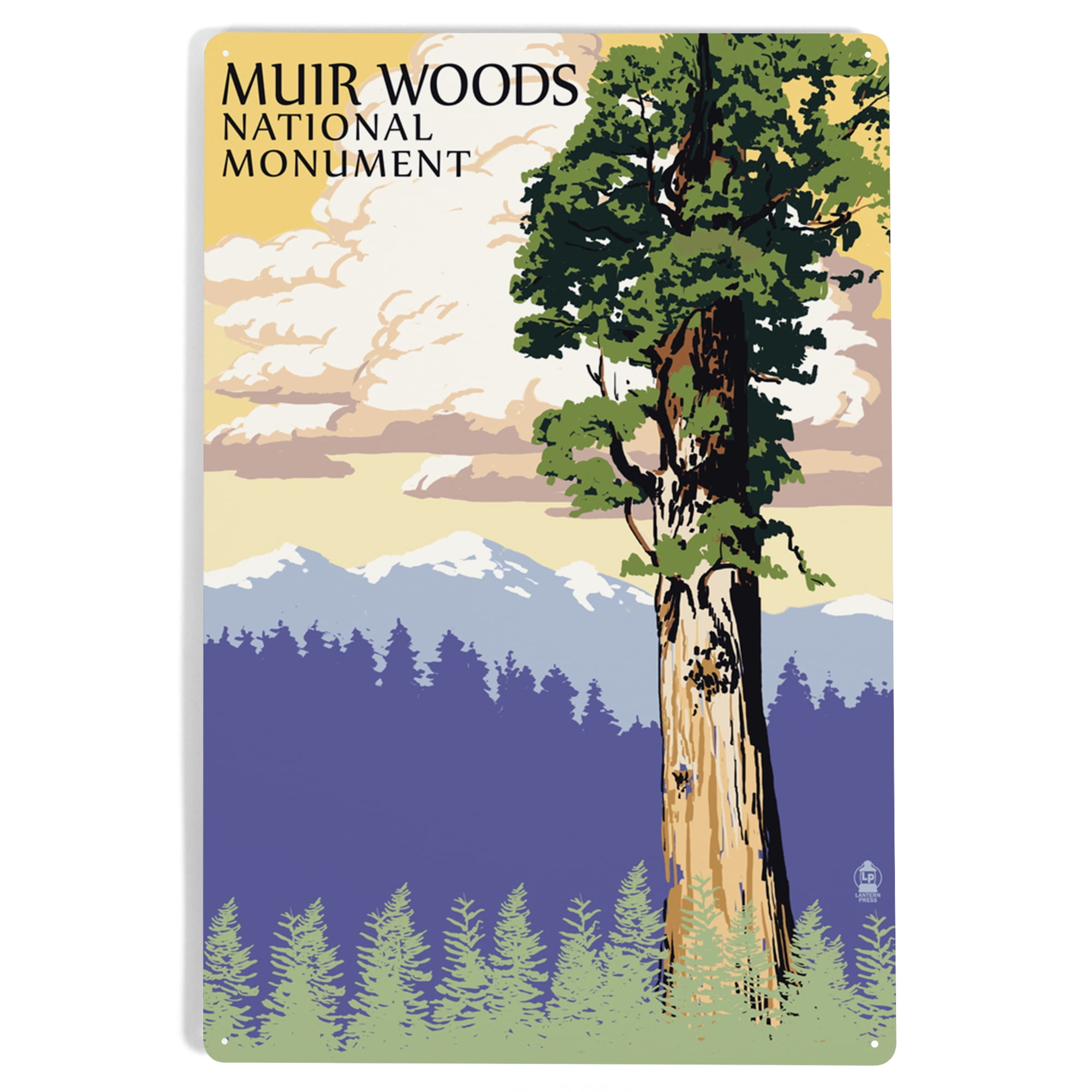 Muir Woods National Monument, California, Towering Redwood (12x18 ...