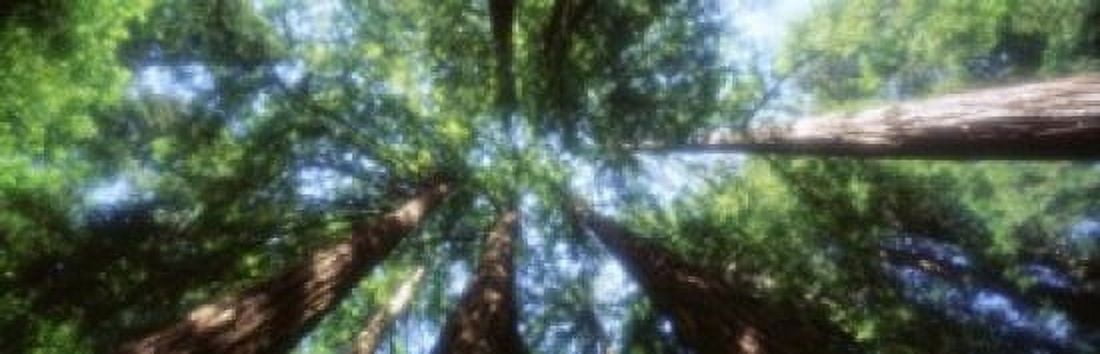 Muir Woods Redwoods CA Canvas Art - Panoramic Images (38 x 12)