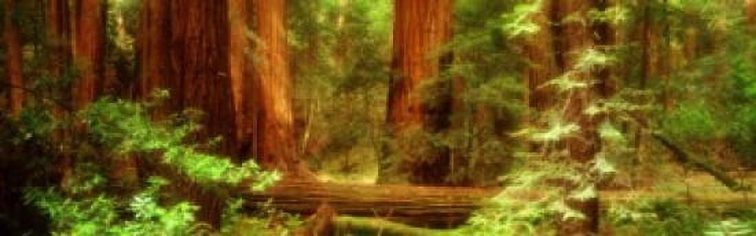 Muir Woods Trees National Park Redwoods California Canvas Art - Panoramic Images (18 x 6)