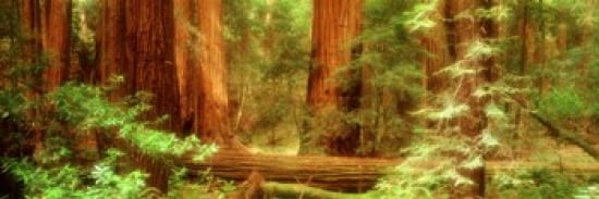 Muir Woods Trees National Park Redwoods California Canvas Art - Panoramic Images (36 x 12)