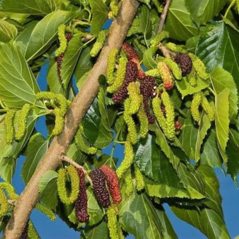 Mulberry Tree Live Plant 5 to 8 Inch Tall, Everbearing Mulberry Bush ...