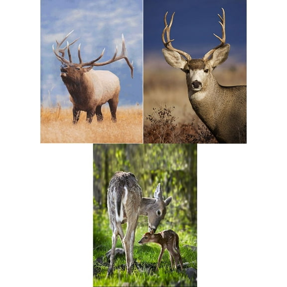 Mule DEER and ELK (White-Tailed Deer) - 3 Lenticular 3D Postcard Greeting Cards