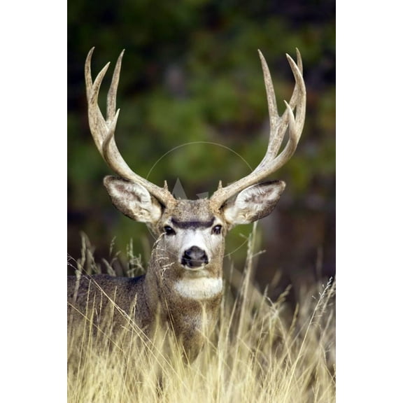 Mule Deer Buck, Animals Botanical Scenic Unframed Photographic Print Wall Art Sold by Art.Com