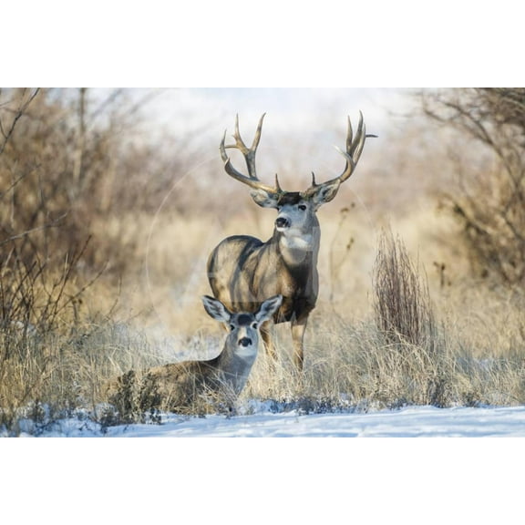 Mule Deer Buck and Doe Bedded, Animals Scenic Unframed Photographic Print Wall Art by Larry Ditto Sold by ArtCom