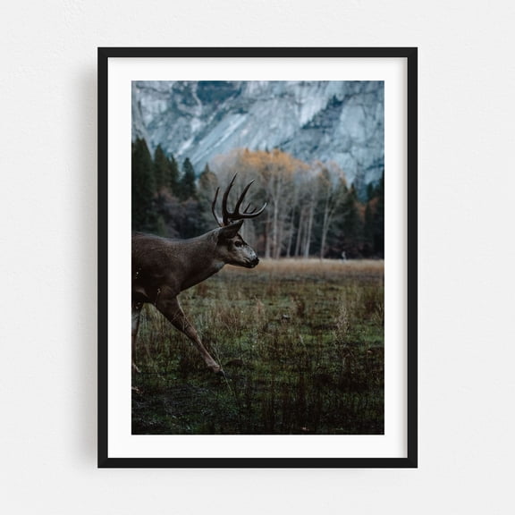 Mule Deer Majestic Stroll - Yosemite Valley California Photography Wildlife Deer Nature Woodland Scenic Wilderness Autumn Black Framed Wall Art Print 12 x 16 inches
