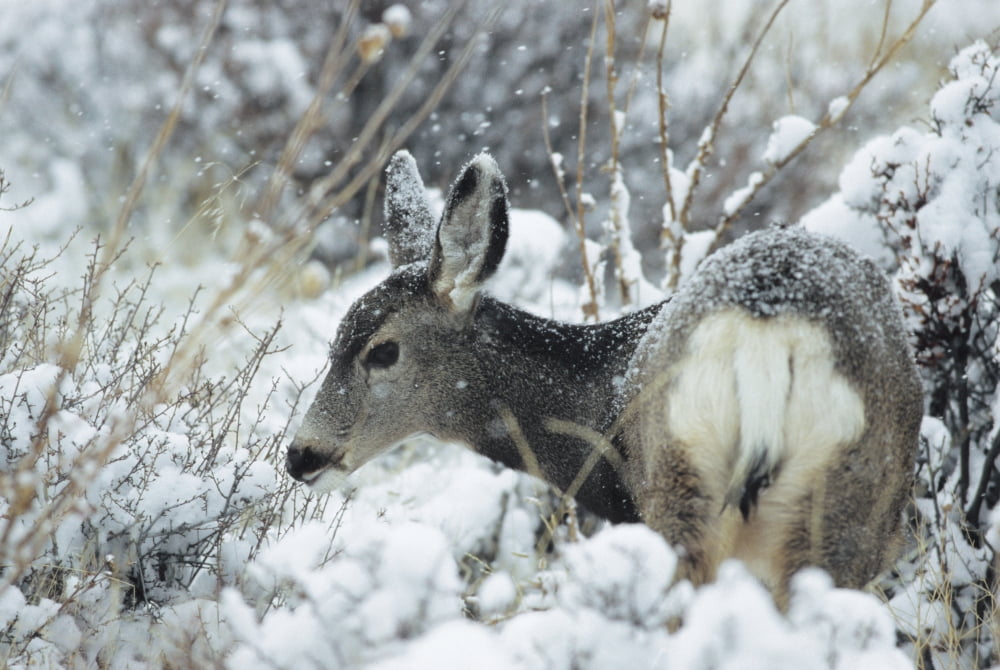 Mule Deer (Odocoileus Hemionus) In Snow Rocky Mountain National Park Colorado Canvas Art - Philippe Henry Design Pics (34 x 22)