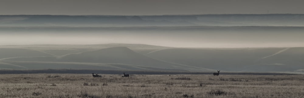 Mule Deer On The Prairies With Fog Shrouded Coulees And Buttes In The Distance Saskatchewan Canada Canvas Art - Robert Postma Design Pics (26 x 8)